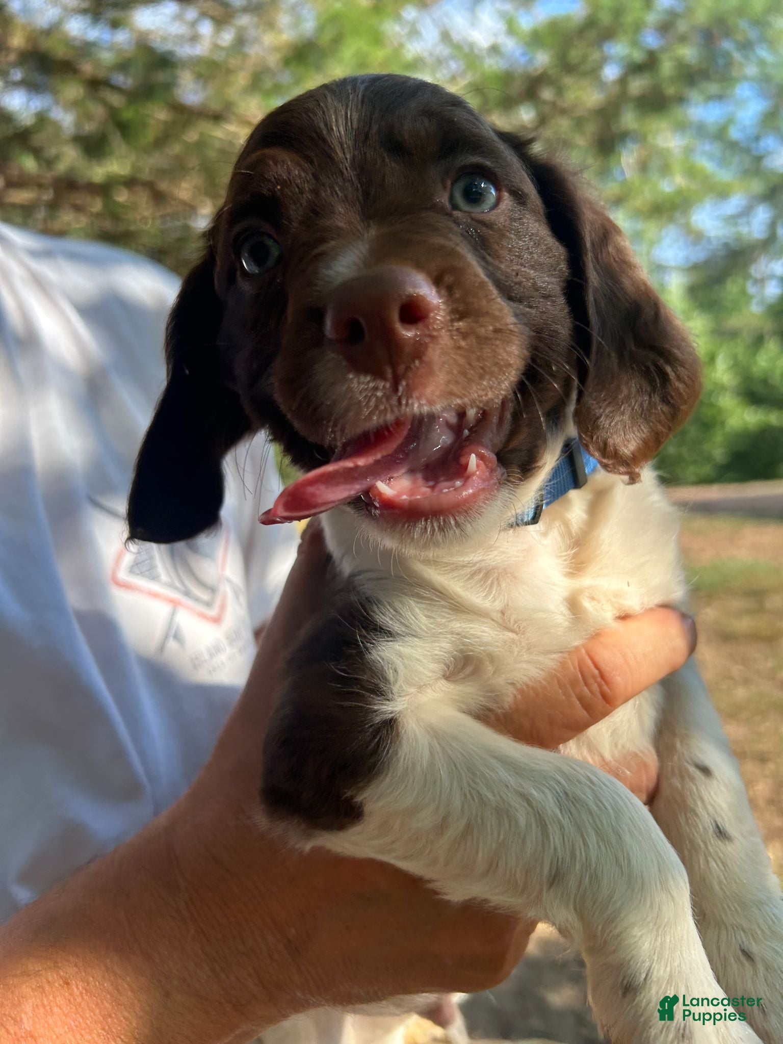Brittany Spaniel dogs Brittany Spaniel 2 - Ad 19
