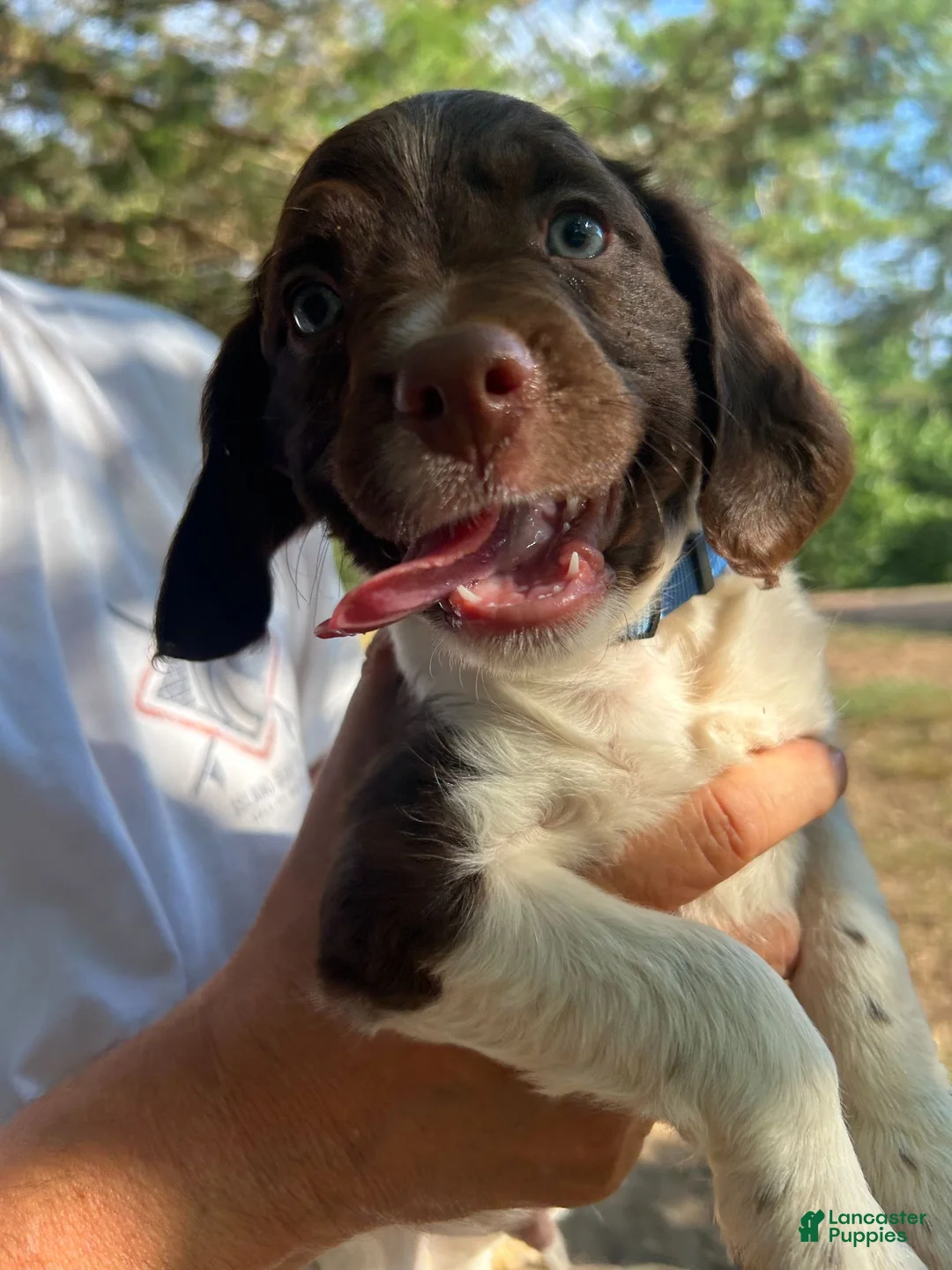 Brittany Spaniel dogs for sale: Brittany Spaniel 2 - Ad 1