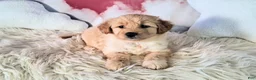 Mixed Breed dogs for sale: Mia💗Petite Golden Sheltie Doodle - Ad 3