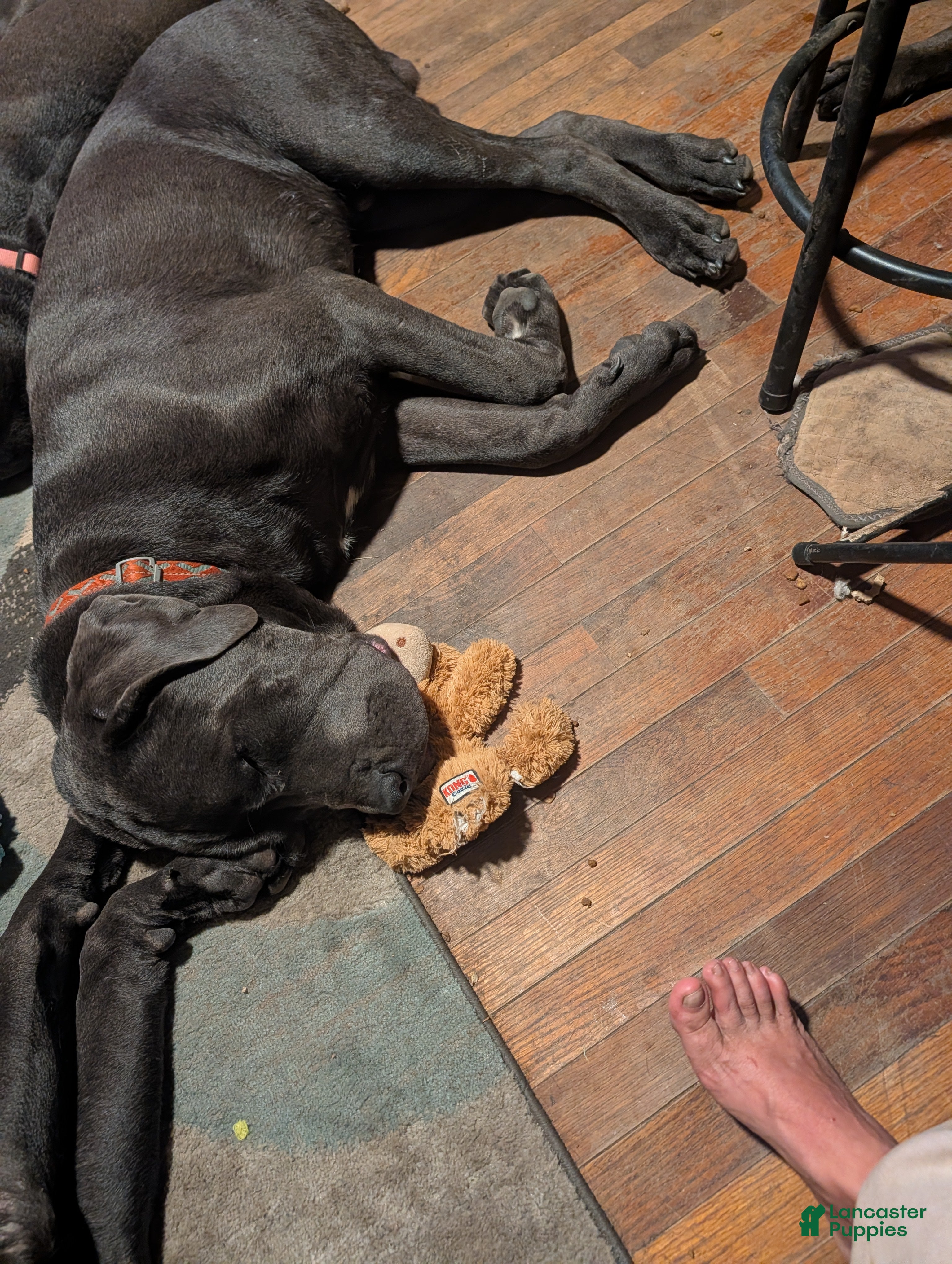 Cane Corso dogs Yellow aka Mellow Yellow - Ad 1