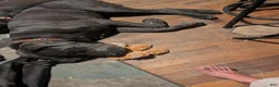 Cane Corso dogs for sale: Yellow aka Mellow Yellow - Ad 1