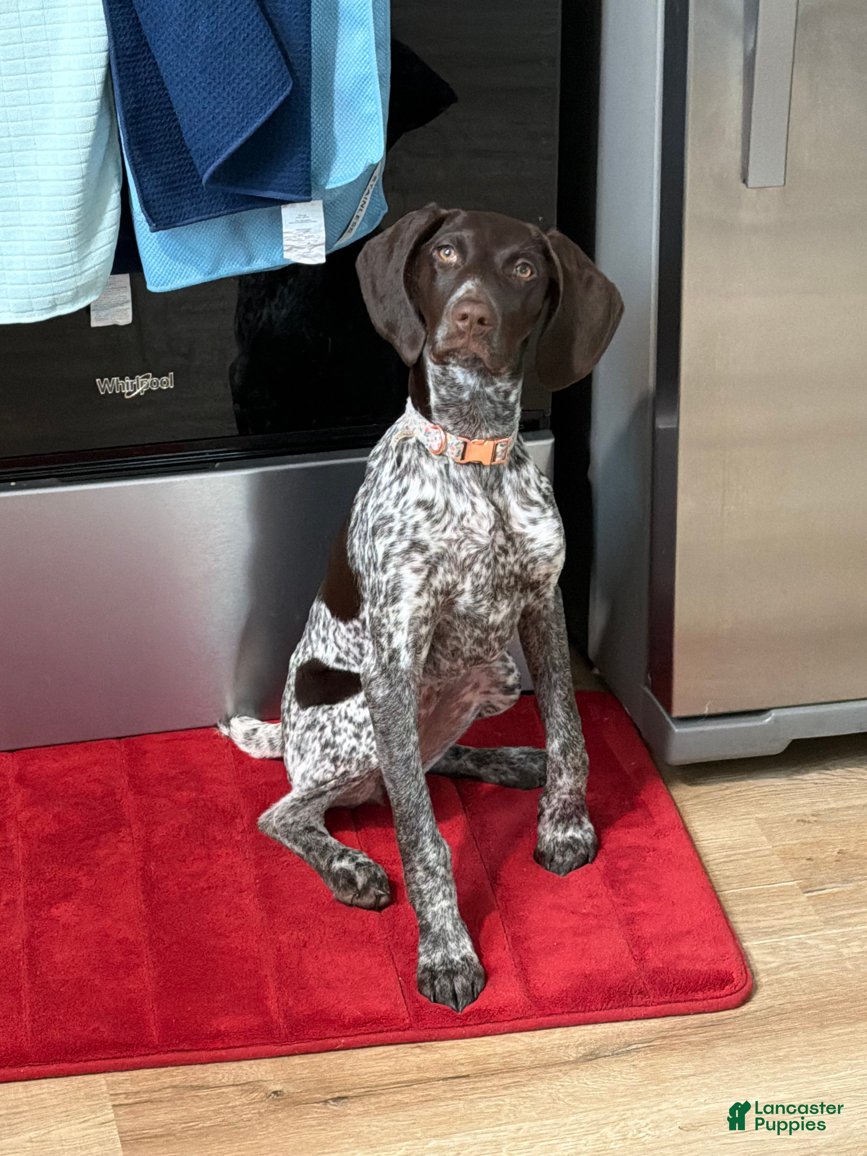 German Shorthaired Pointer dogs German Shorthaired Pointer Puppy 1 - Ad 37