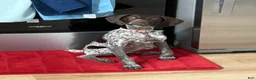 German Shorthaired Pointer dogs for sale: German Shorthaired Pointer Puppy 1 - Ad 1