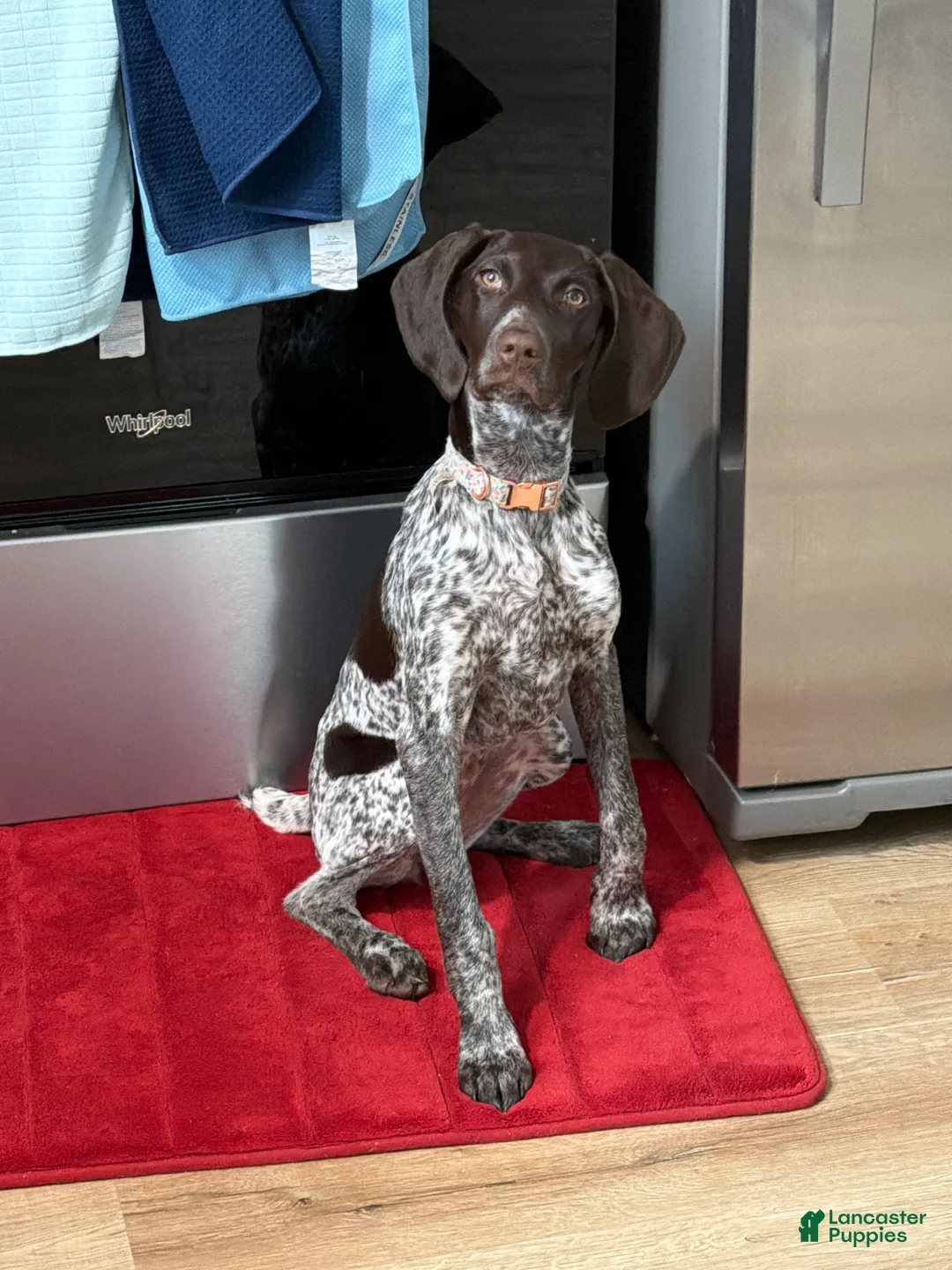 German Shorthaired Pointer dogs for sale: German Shorthaired Pointer Puppy 1 - Ad 1