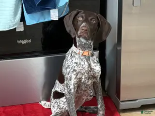 German Shorthaired Pointer dogs German Shorthaired Pointer Puppy 1 - Ad 37