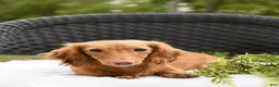 Miniature Dachshund dogs for sale: Preston - Ad 6