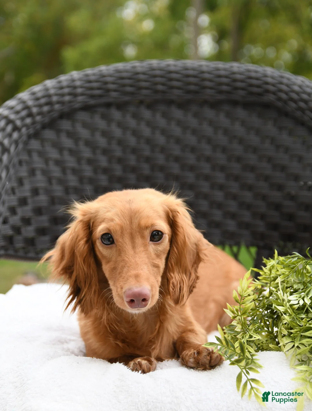 Miniature Dachshund dogs for sale: Preston - Ad 6