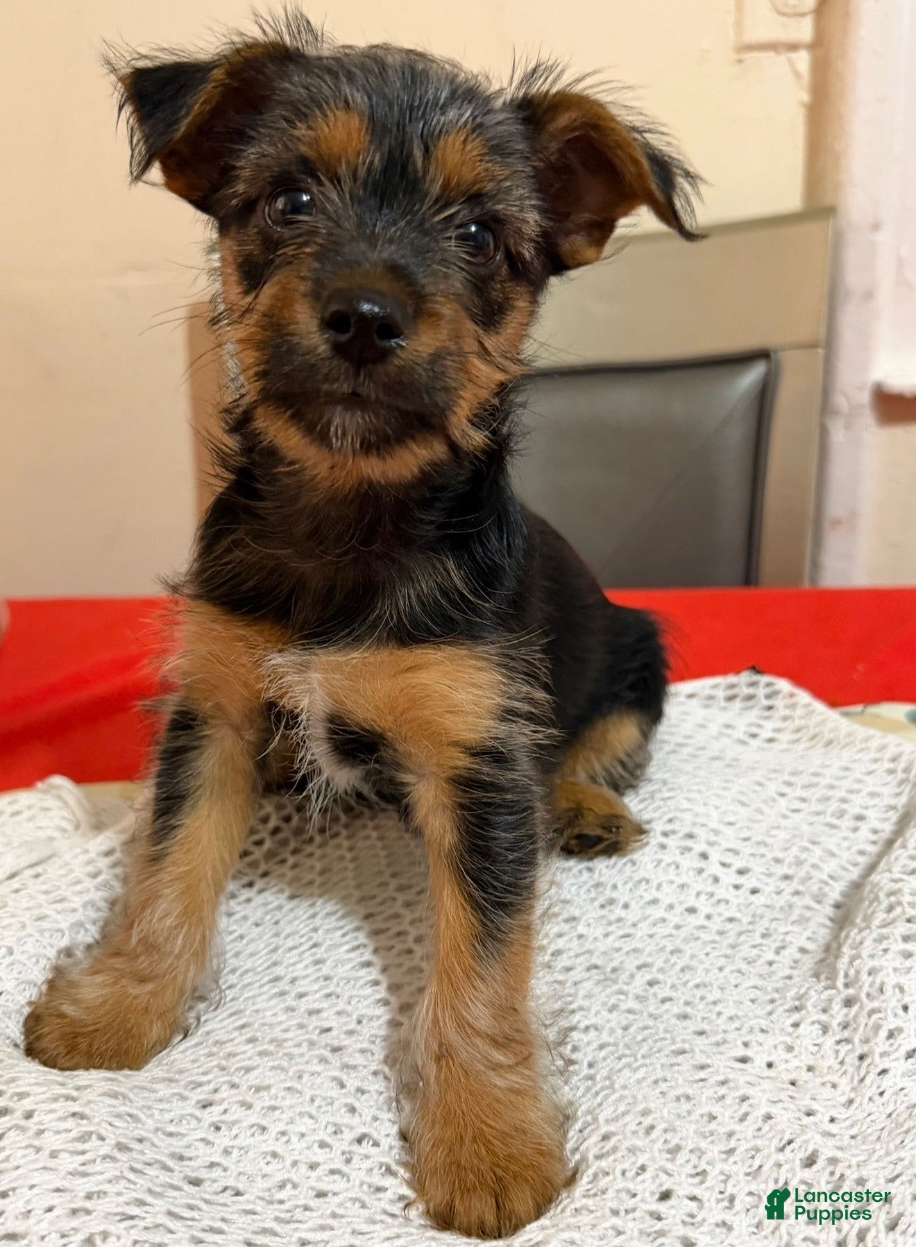 Mixed Breed dogs Mochi - Ad 21