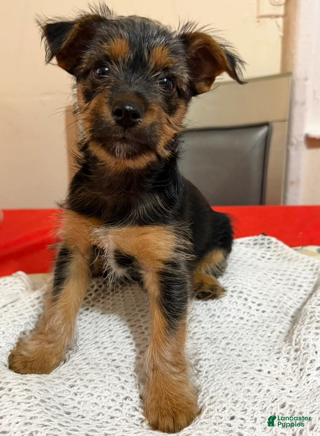Mixed Breed dogs for sale: Mochi - Ad 1