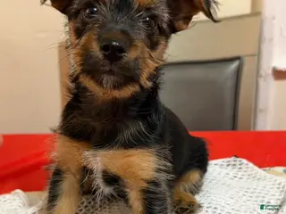 Mixed Breed dogs Mochi - Ad 21