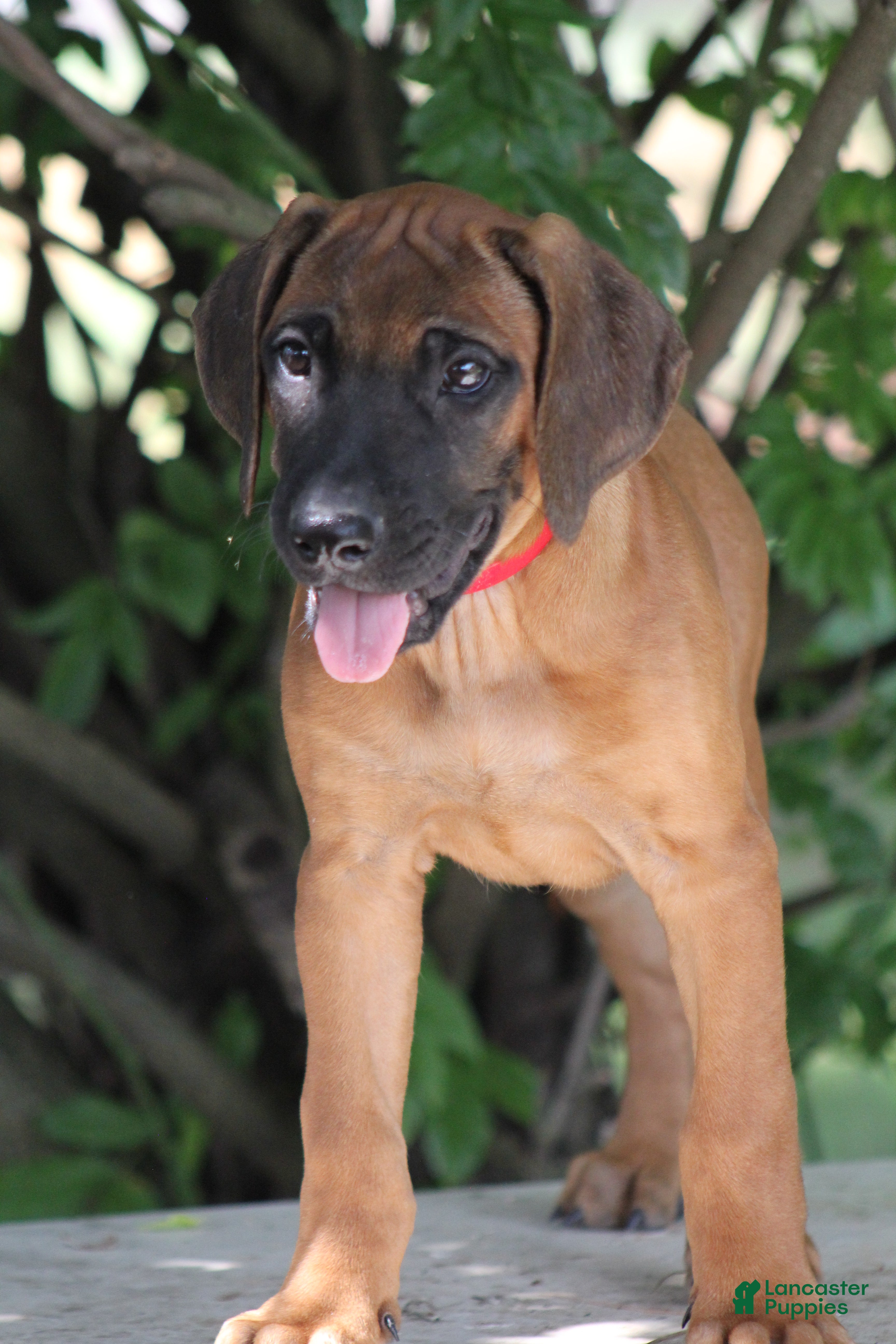 Rhodesian Ridgeback dogs Bruno - Ad 1