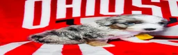 Mini Aussiedoodle dogs for sale: Bubba-Chocolate Merle - Ad 20