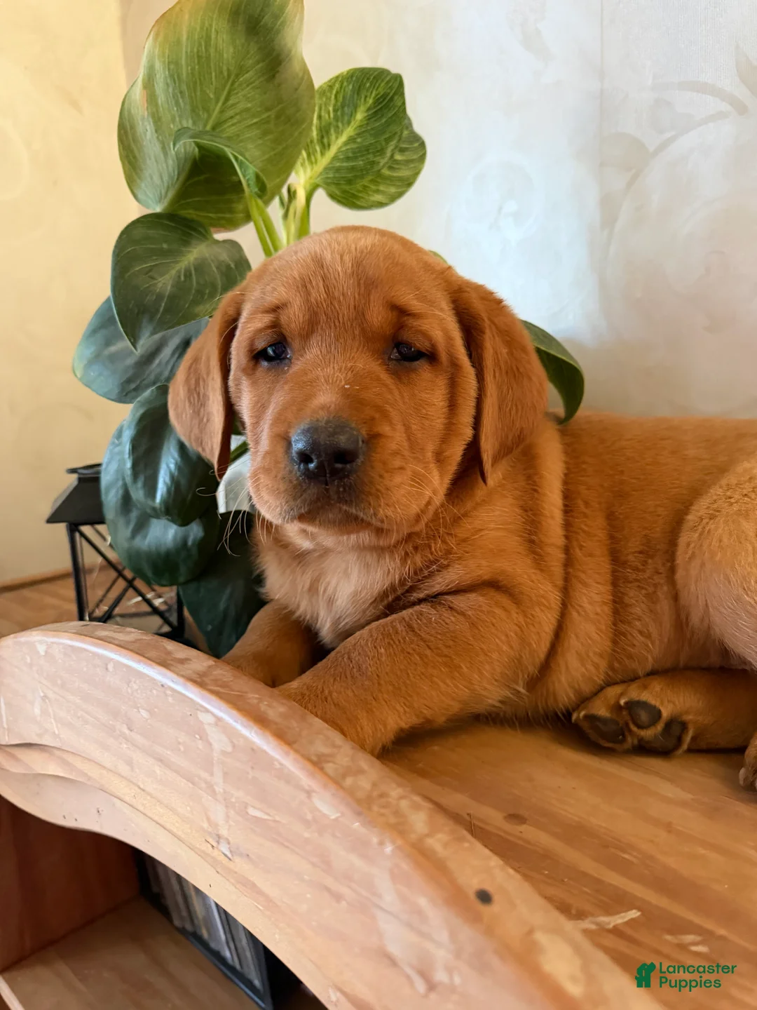 Labrador Retriever dogs for sale: Maple - Ad 1