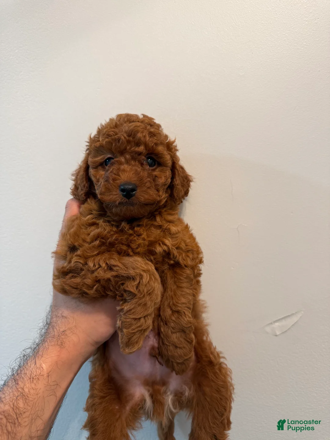 Toy Poodle dogs for sale: Milo - Ad 1