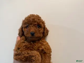 Toy Poodle dogs for sale: Milo - Ad 2