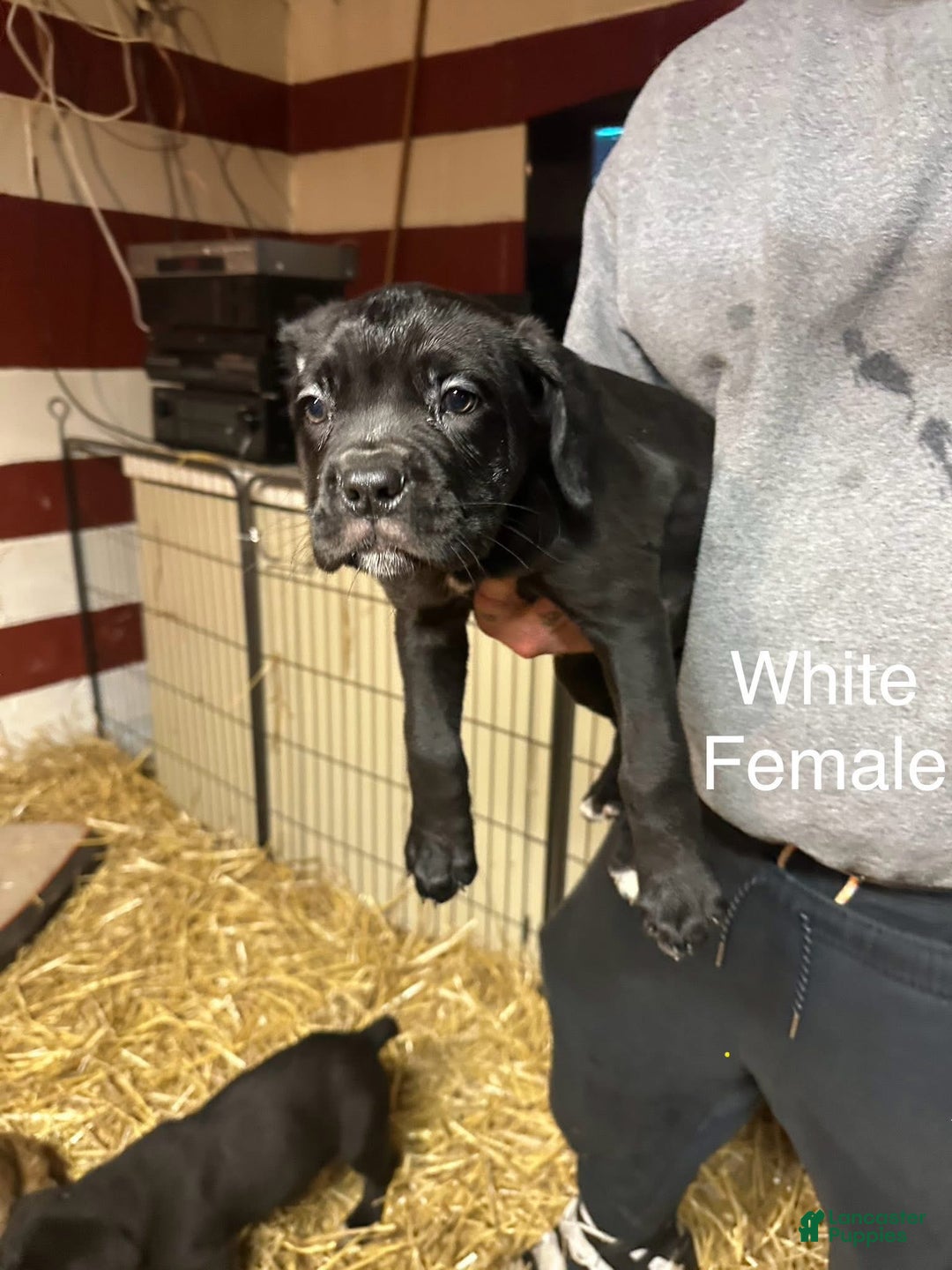 Cane Corso dogs for sale: Roxy - Ad 1