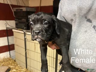 Cane Corso dogs Roxy - Ad 34