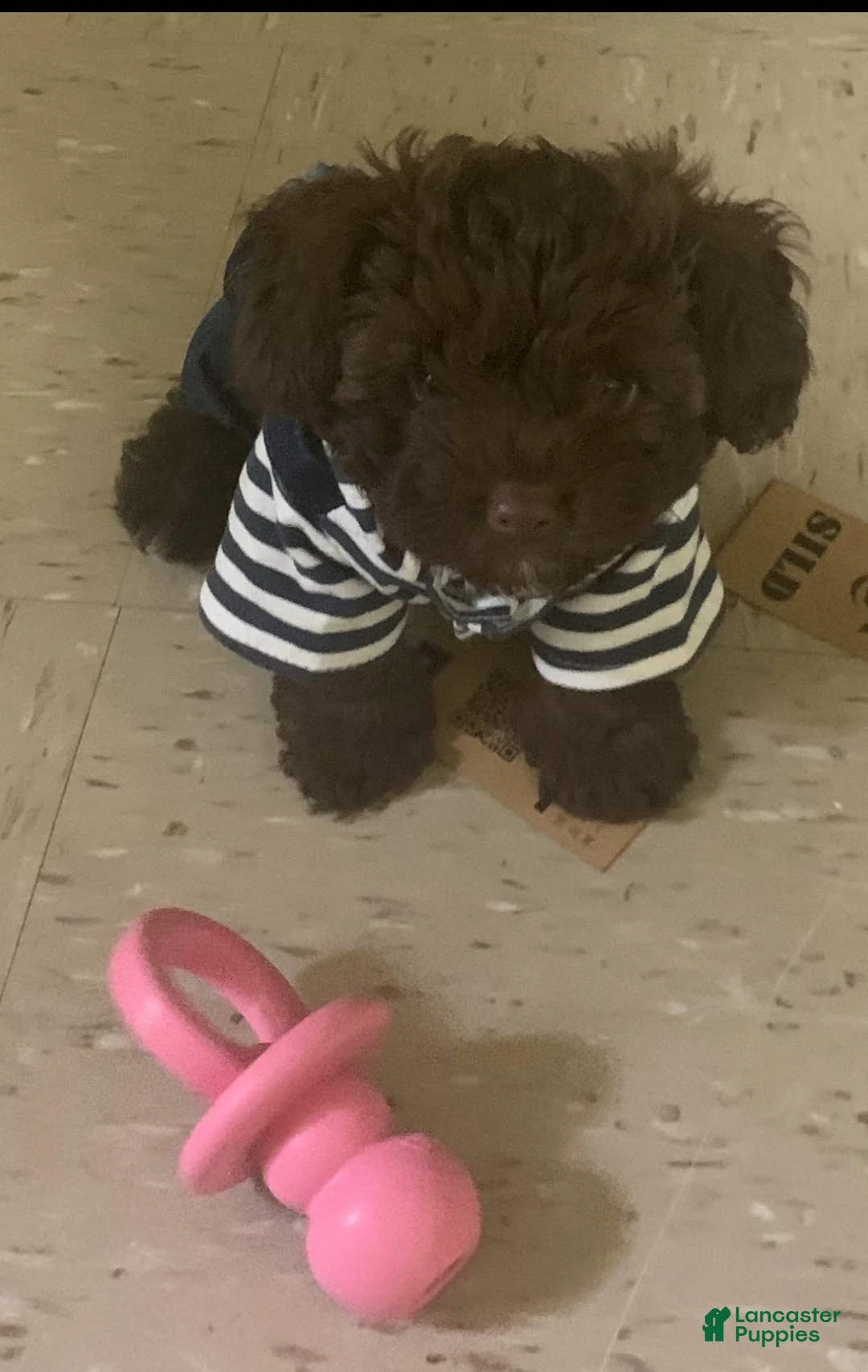 Chipoo dogs for stud: Chipoo stud - Ad 6