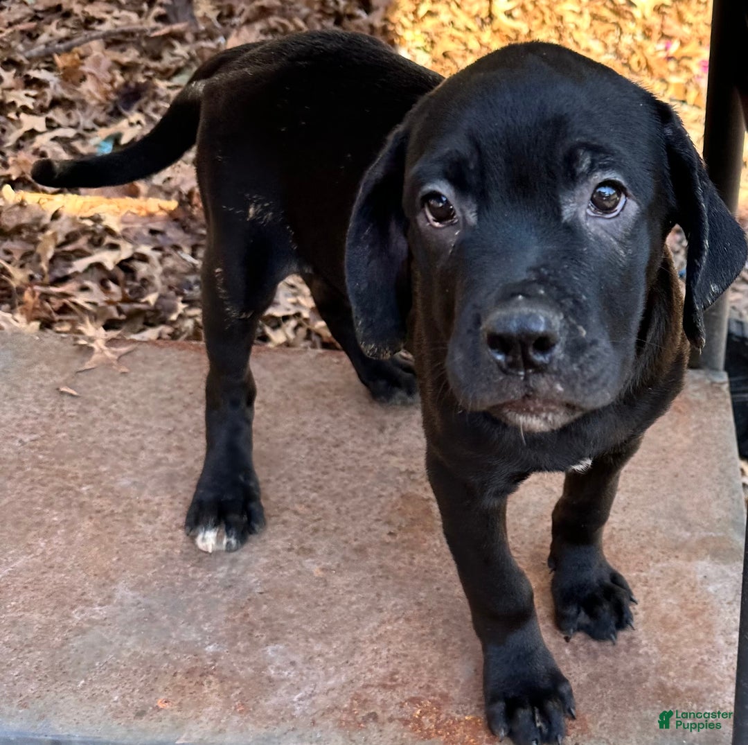 Mixed Breed dogs for sale: Cane Corso-Rottweiler - Ad 8