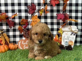 Maltipoo dogs - Ad 3