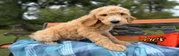 Labradoodle dogs for sale: Cinnamon (Girl) - Ad 6