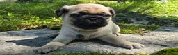 Pug dogs for sale: Jack - Ad 9