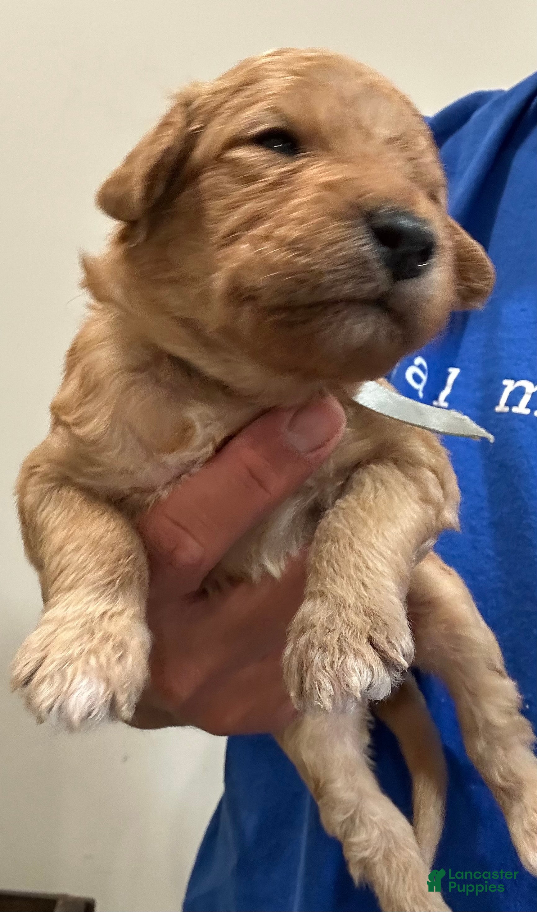 Goldendoodle dogs Gray - Ad 38