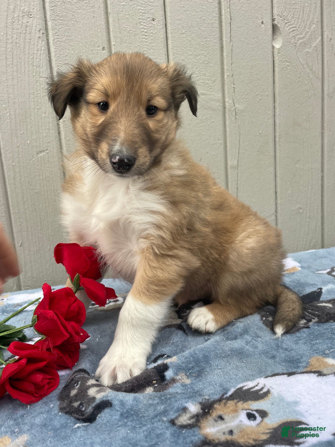 Collie dogs for sale: Calvin - Ad 4