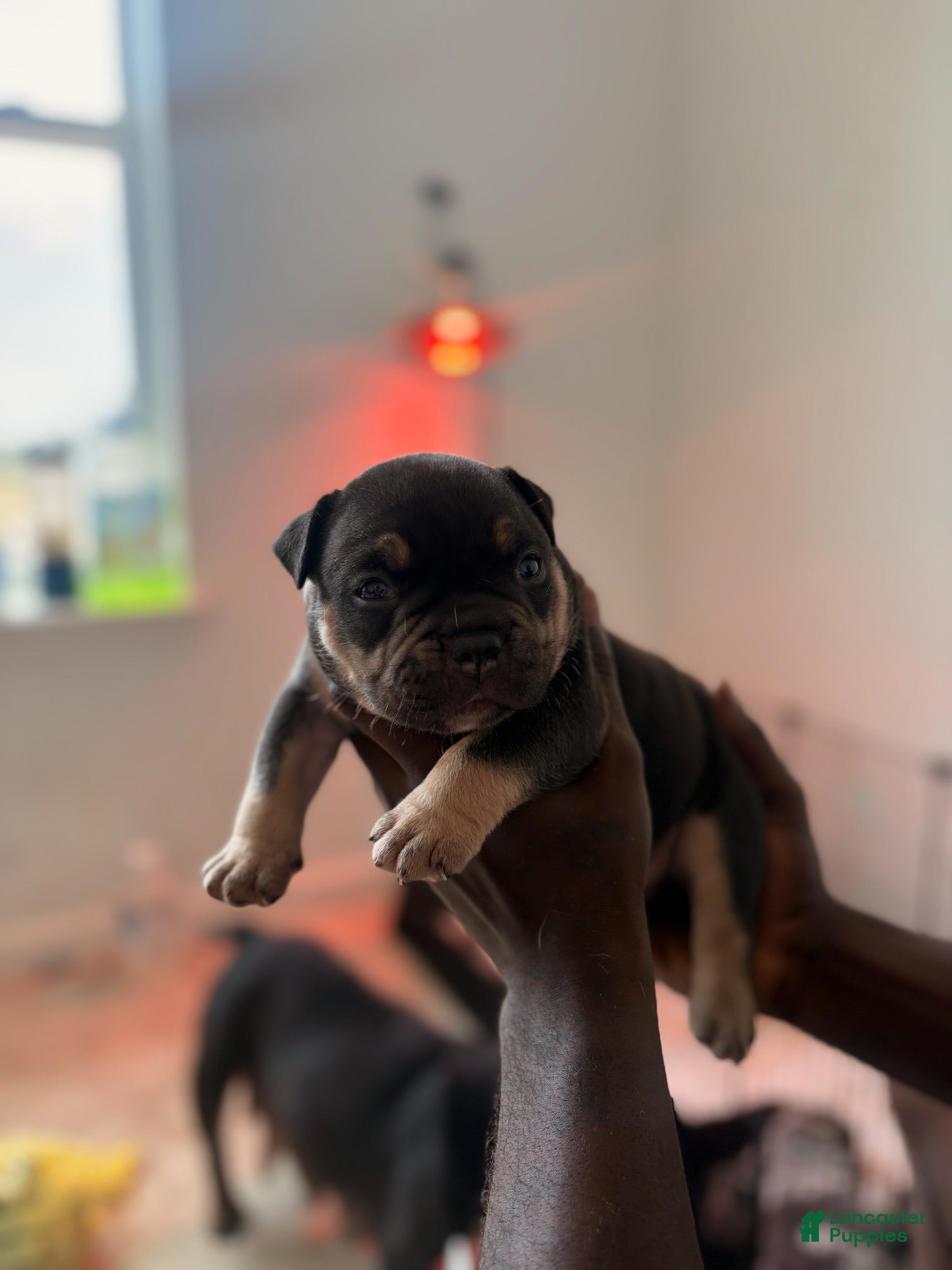 American Bully dogs American Bully 1 - Ad 23