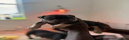 American Bully dogs for sale: American Bully 1 - Ad 1
