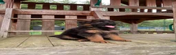 German Shepherd dogs for sale: Gracie - Ad 8