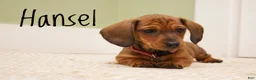 Miniature Dachshund dogs for sale: Hansel  - Ad 4