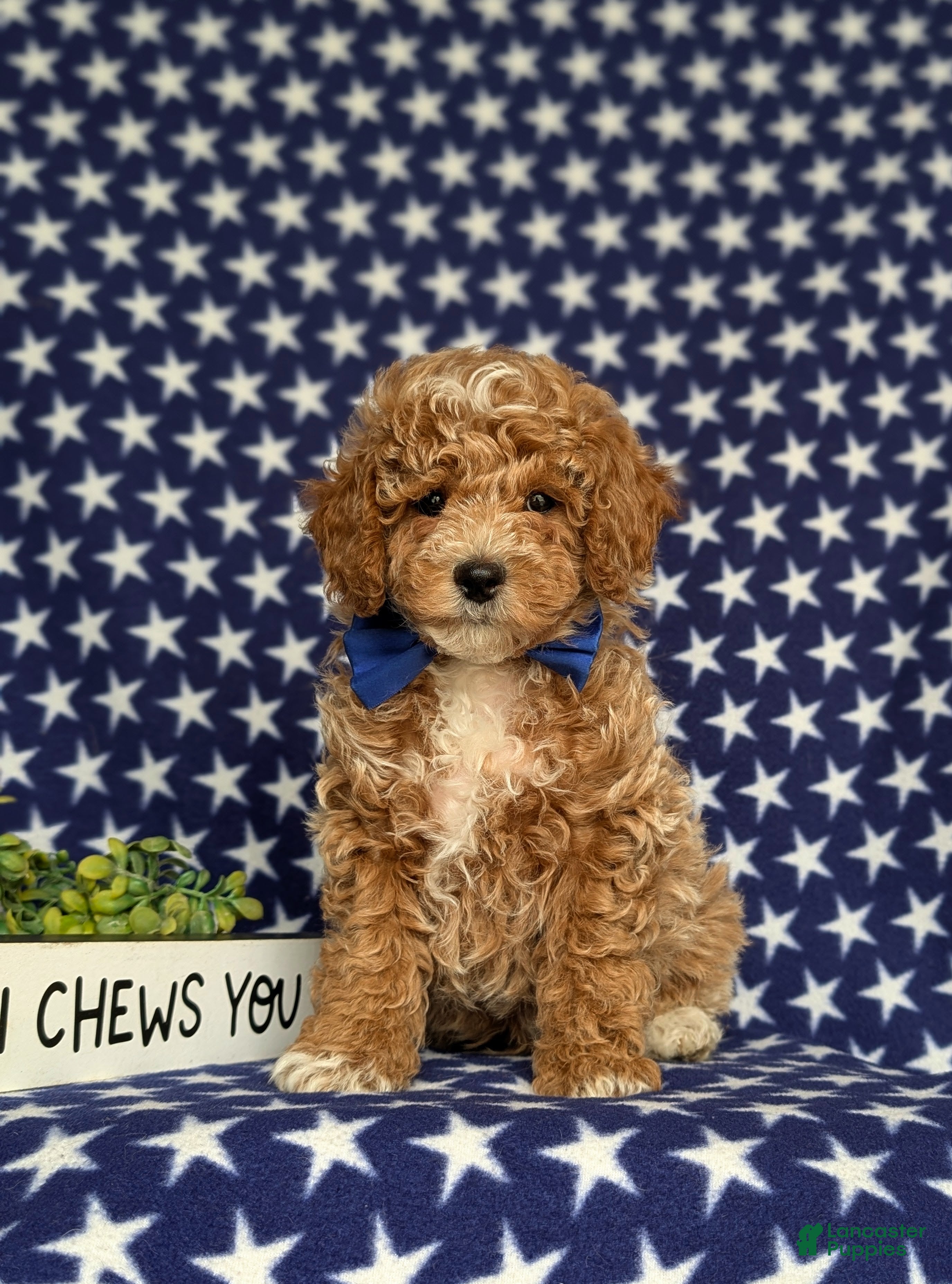 Miniature Poodle dogs for sale: Nygel - Ad 4