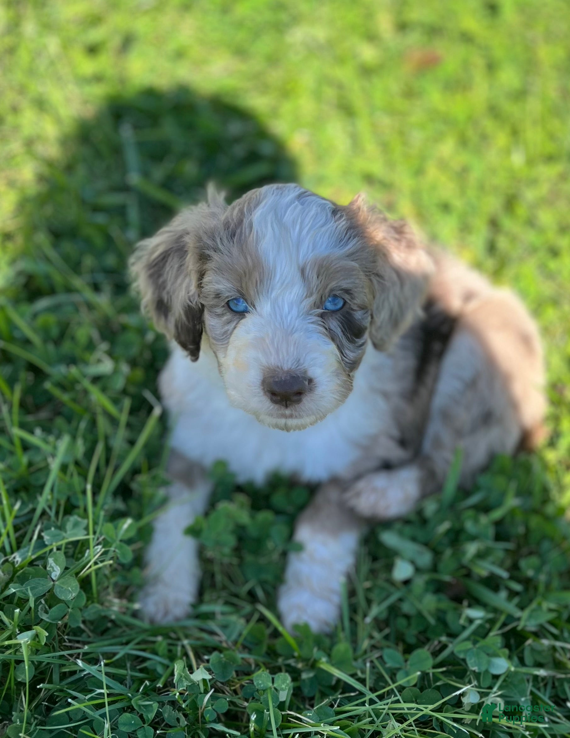 Aussiedoodle dogs for sale: Theo - turquoise  - Ad 1