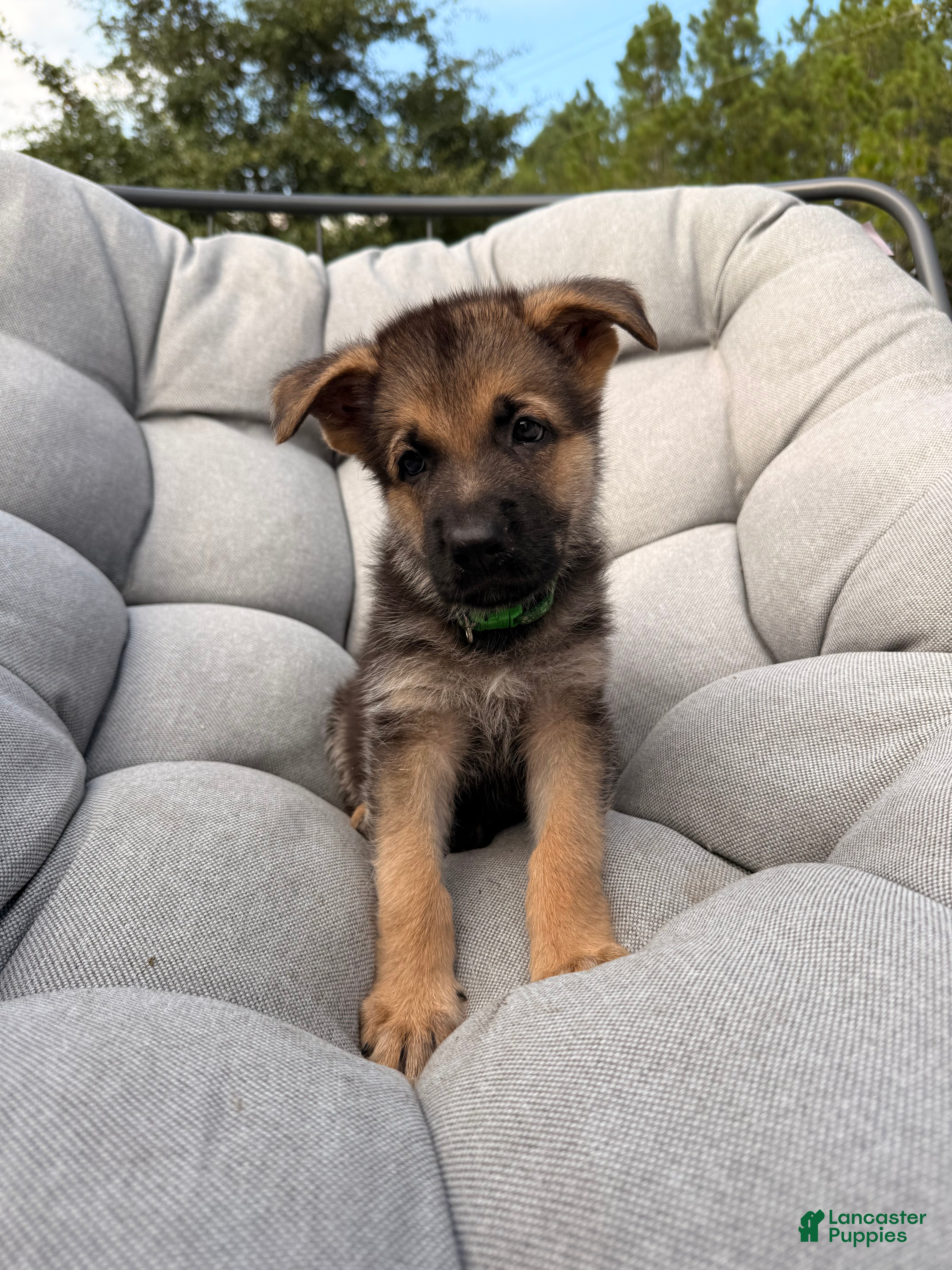 German Shepherd dogs Max - Ad 39