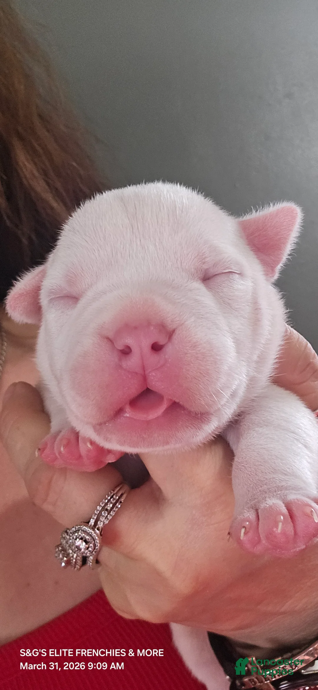 American Bully dogs for sale: Vegas - Ad 1