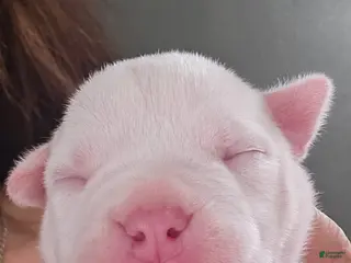 American Bully dogs Vegas - Ad 31