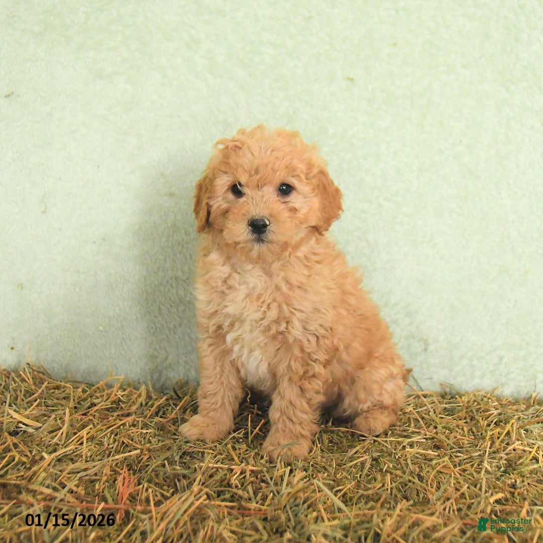 Mini Goldendoodle dogs for sale: Brady  - Ad 3