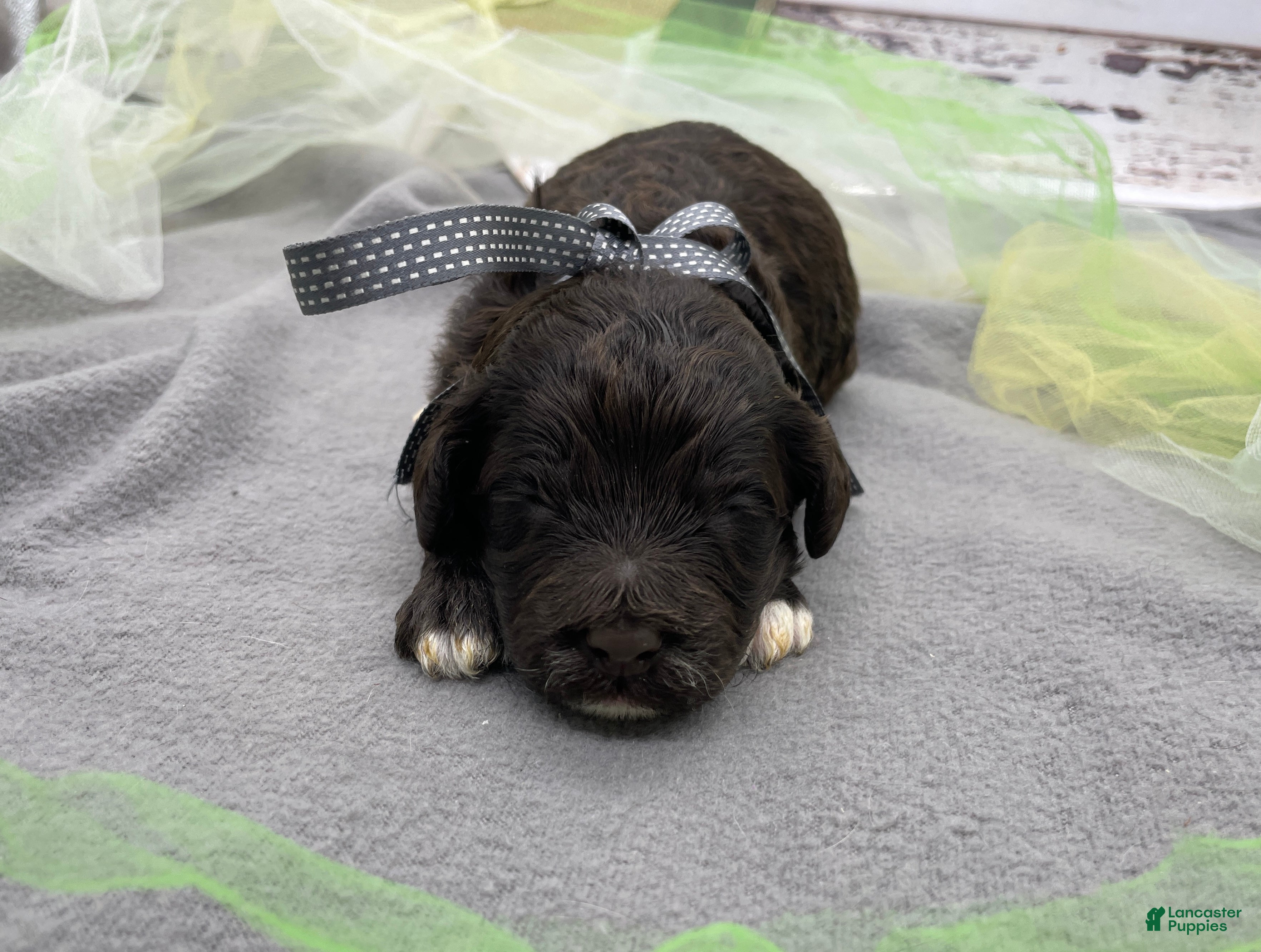 Portuguese Water Dog dogs Benedict - Ad 1