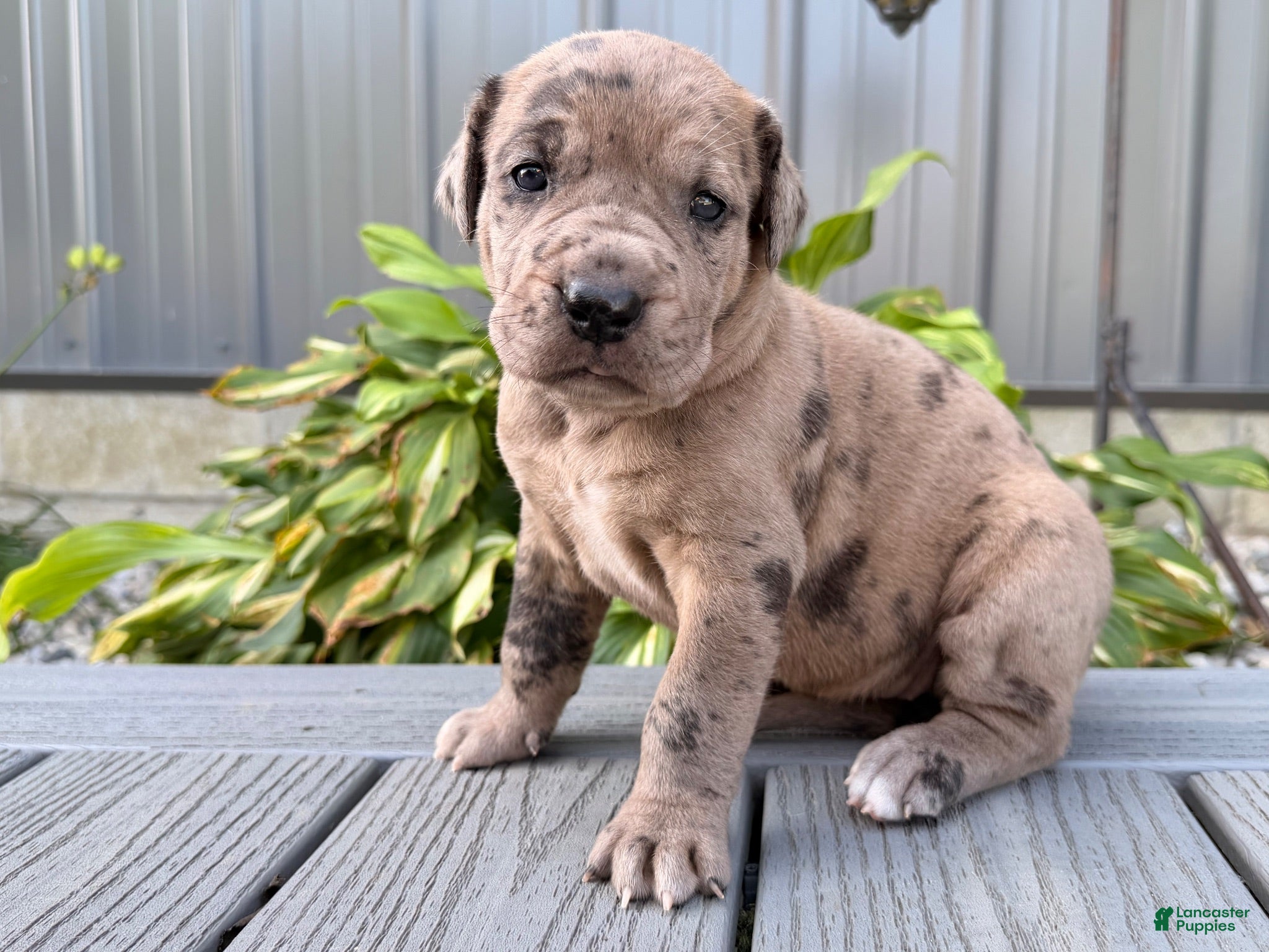 Great Dane dogs Anastasia  - Ad 1