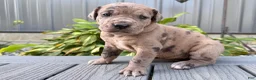 Great Dane dogs for sale: Anastasia  - Ad 1