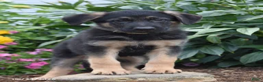 Bert