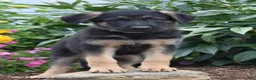 German Shepherd dogs for sale: Bert - Ad 1