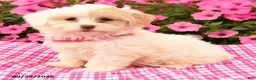 Maltipoo dogs for sale: Odessa - Ad 3