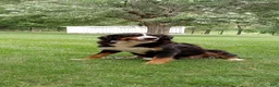 Bernese Mountain Dog dogs for sale: Lilly - Ad 5