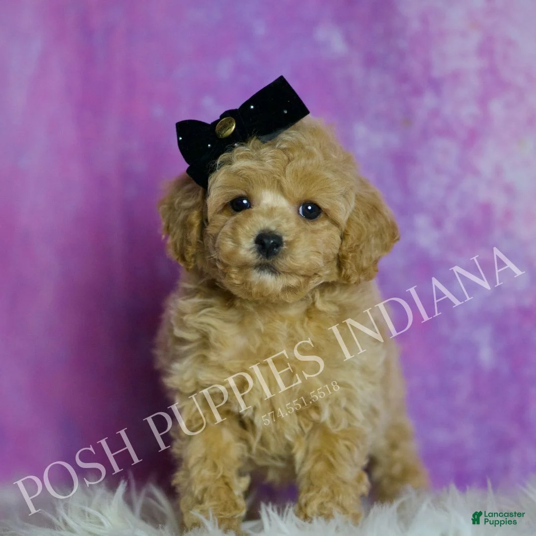 Toy Poodle dogs for sale: Rusty - Ad 1
