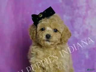 Toy Poodle dogs Rusty - Ad 25