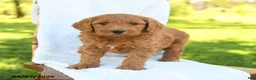 Goldendoodle dogs for sale: Charlie - Ad 3