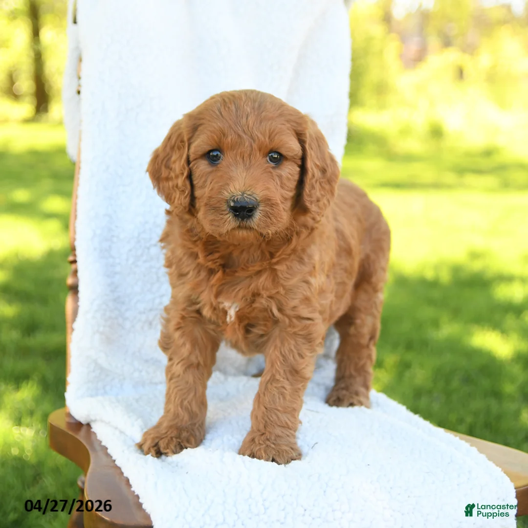Goldendoodle dogs for sale: Charlie - Ad 3