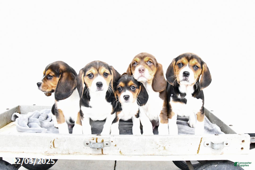 Beaglier dogs for sale: Hickory - Ad 3